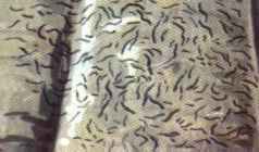 Graphis Scripta