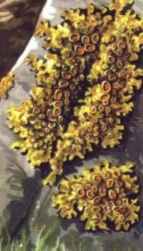 Lichenul galben